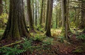 Ifelodun LG Orders Forest Squatters to Vacate Amid Anti-Banditry Crackdown