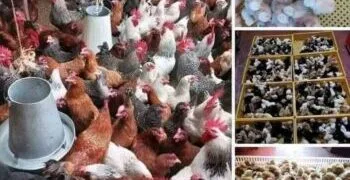 Nigeria’s Livestock Ministry Pledges Partnership with World Bank and AfDB to Tackle Climate Change