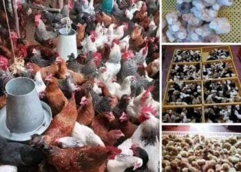Nigeria’s Livestock Ministry Pledges Partnership with World Bank and AfDB to Tackle Climate Change