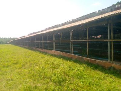 Ogun Land Dispute Deepens as Govt Explains Reallocation of Family’s Poultry Farm Ogun Land Dispute Deepens as Govt Explains Reallocation of Family’s Poultry Farm